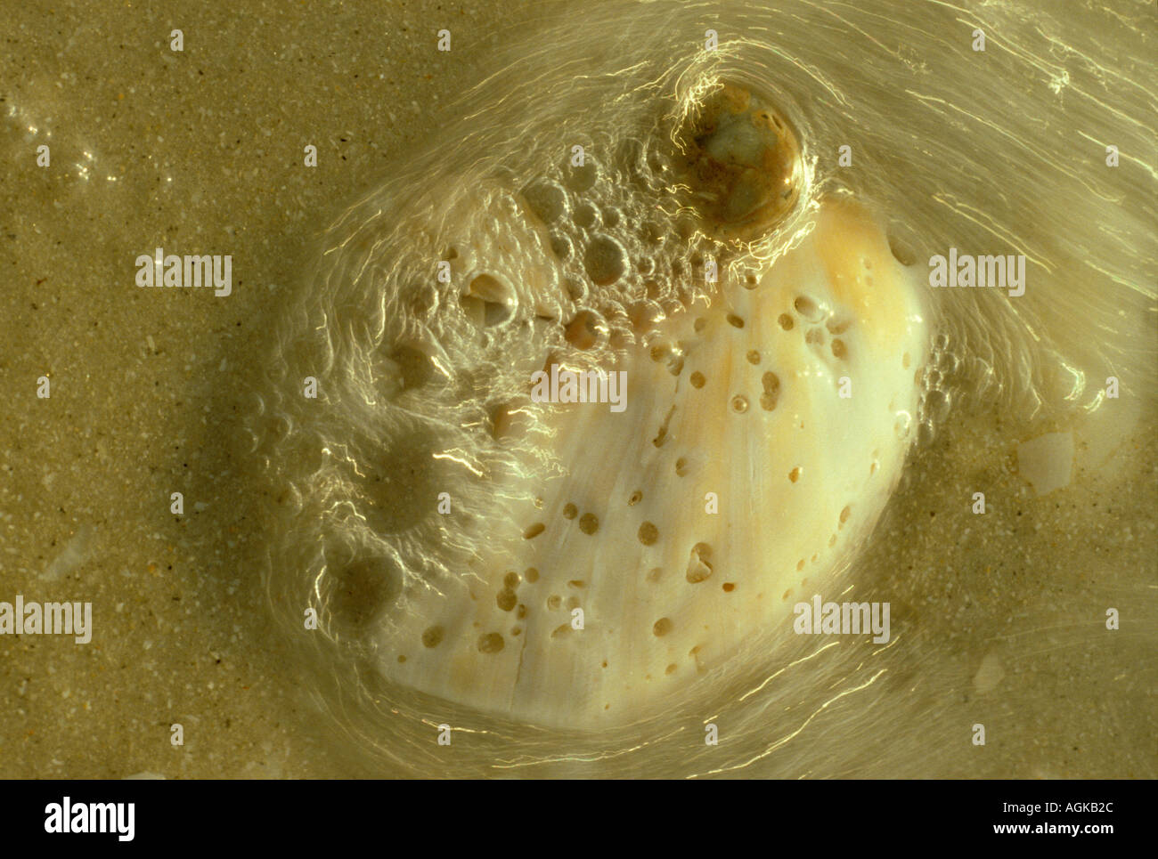 an ocean wave breaks over a buried seashell making a foamy circular ...