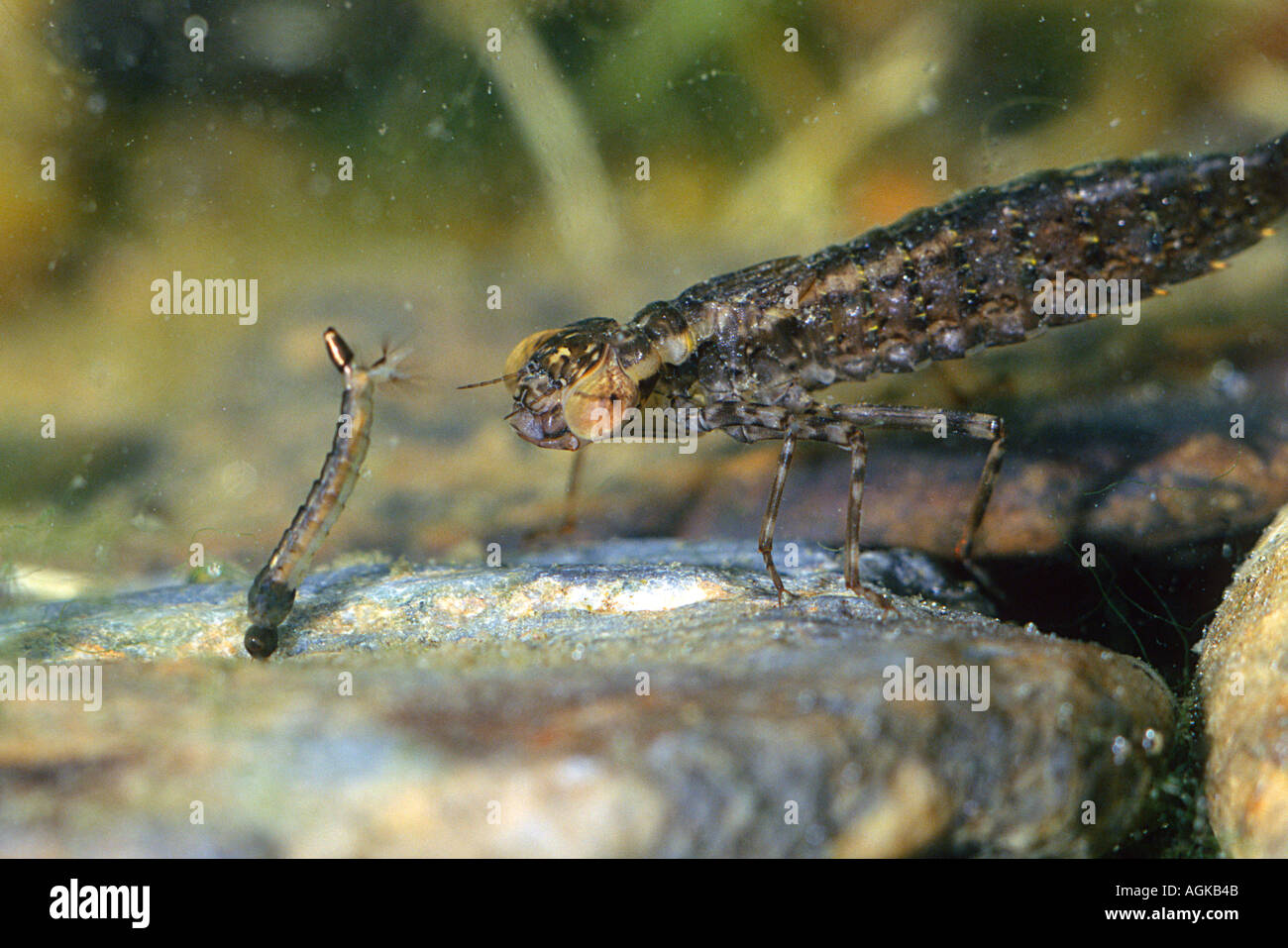 do dragonfly larvae eat fish do dragonfly larvae eat fish