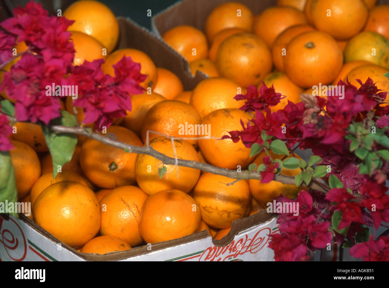 Oranges displayed at fruit stand with bougainvillea branch Stock Photo
