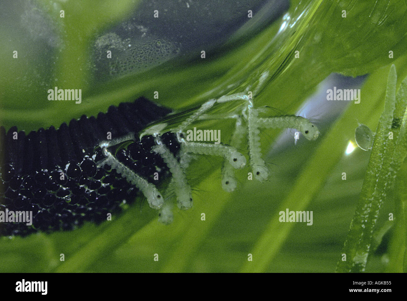 Mosquito eggs hires stock photography and images Alamy