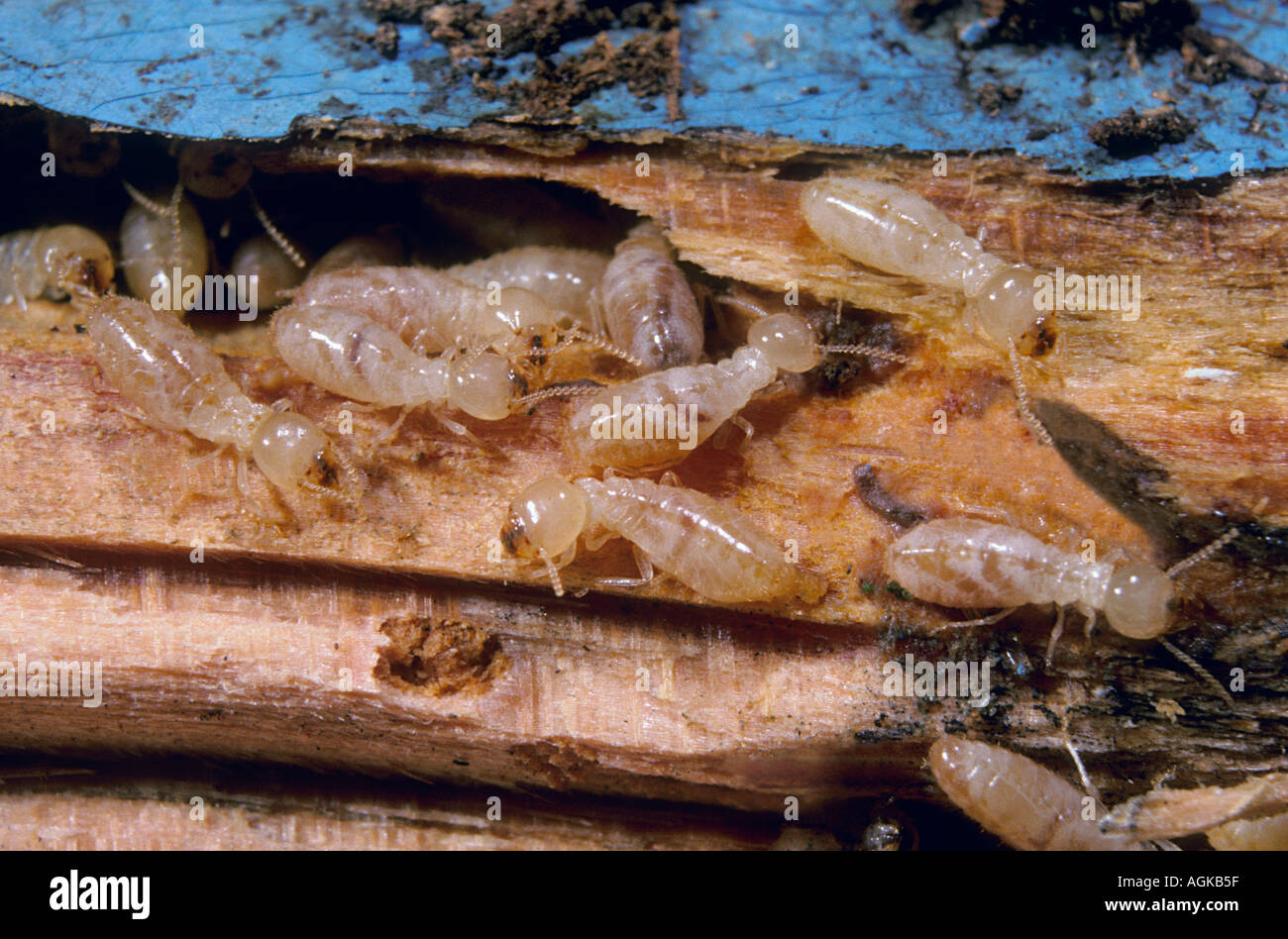 Termites, Reticulitermes lucifugus. Colony on wood Stock Photo