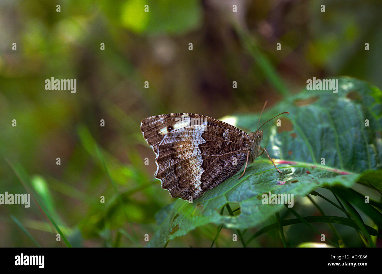Great Banded Grayling Butterfly, Brintesia circe. On leaf. Wings closed Stock Photo