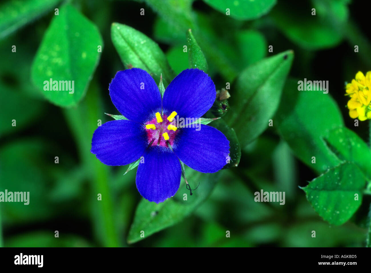 Blue Pimpernel Plant, Anagallis foemina. Flower close-up Stock Photo - Alamy