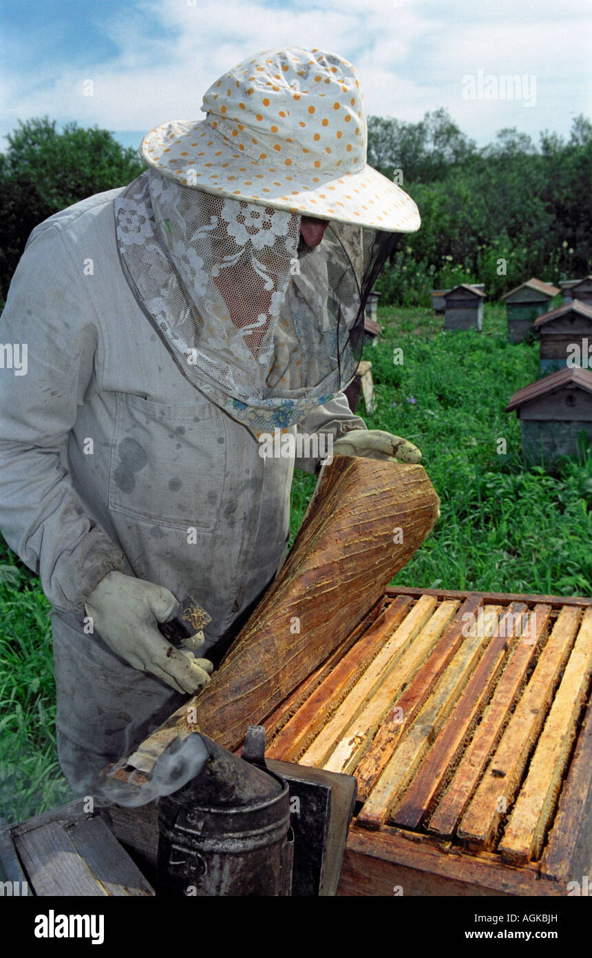 Beekeeper takes off a cover from a beehive using a smoker for calming bees and a scraper Stock Photo