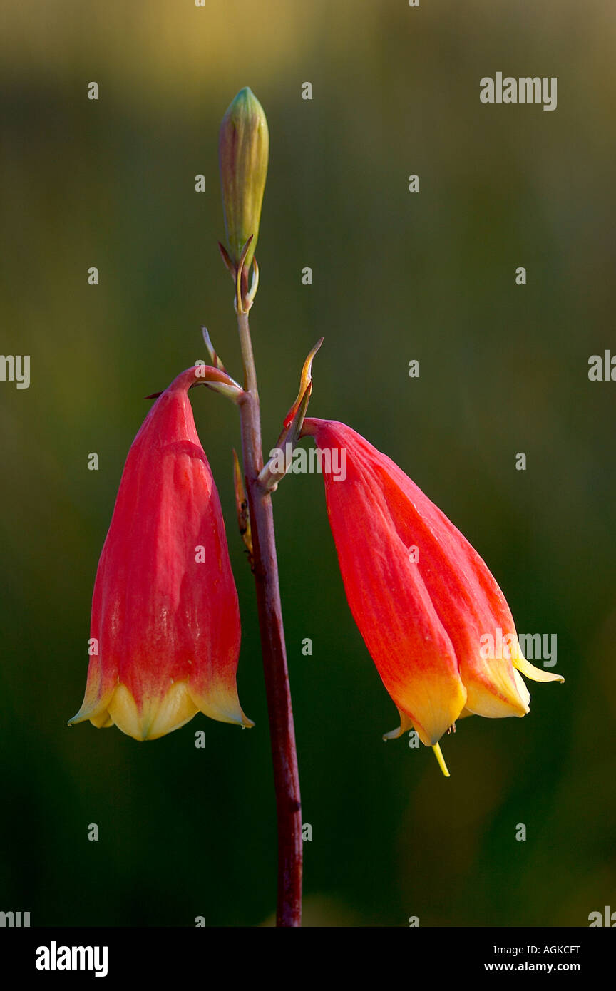 Christmas bell flowers Stock Photo