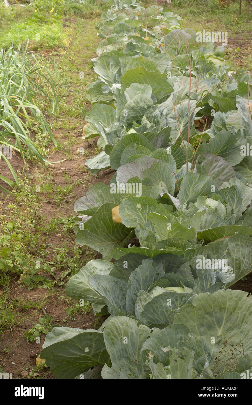 Сabbage-heads on the bed ripening 2 Stock Photo - Alamy