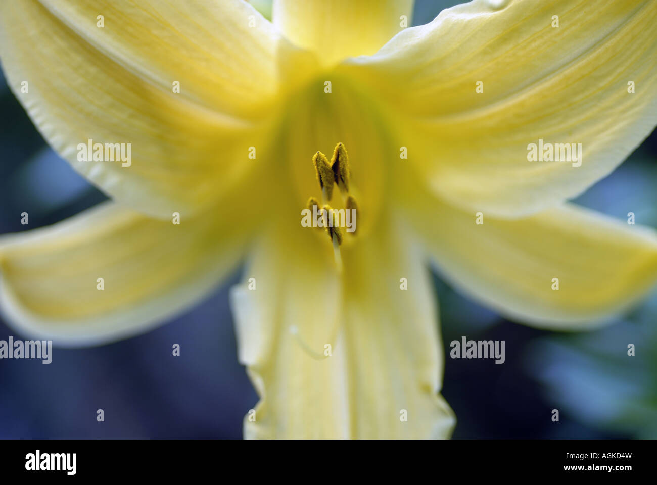 yellow asiatic lily landscape format subject centre Stock Photo
