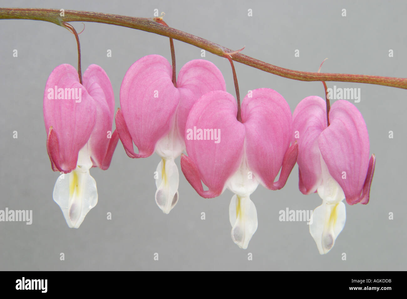 Four Gold Hearts Dicentra spectabilis Stock Photo
