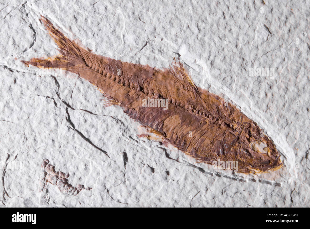 Knightia fossil fish from the Green River Formation of Wyoming. 74mm from nose to tail. 54-58 million years old Stock Photo