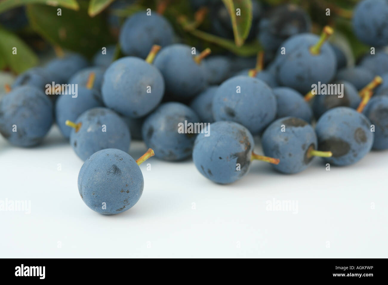 sloe berries Prunus spinosa Blackthorn sloe gin natural ingredients