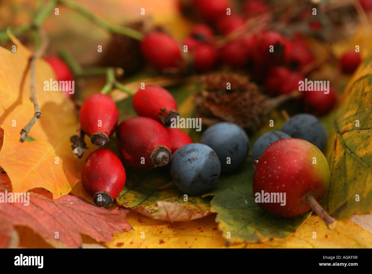 Autumn berries and leaves natures autumn harvest natural food ingredients Stock Photo