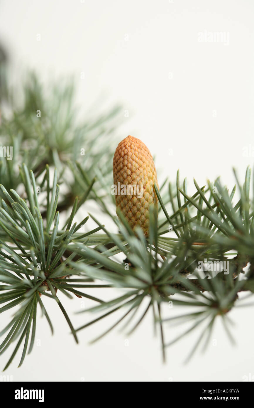 pine tree branch and fir cone against white background Stock Photo - Alamy