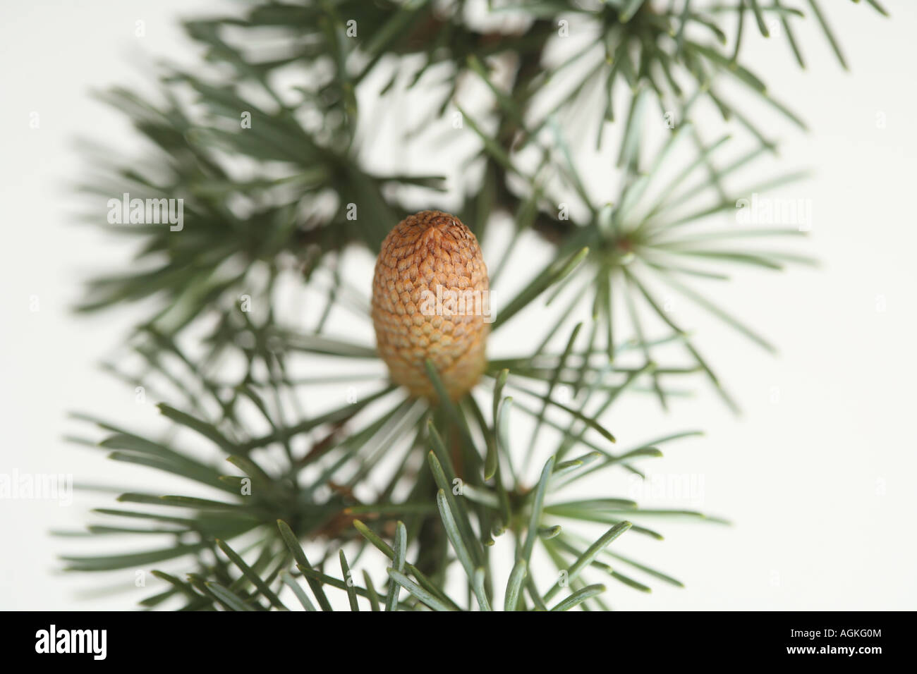 pine tree branch and fir cone against white background Stock Photo - Alamy