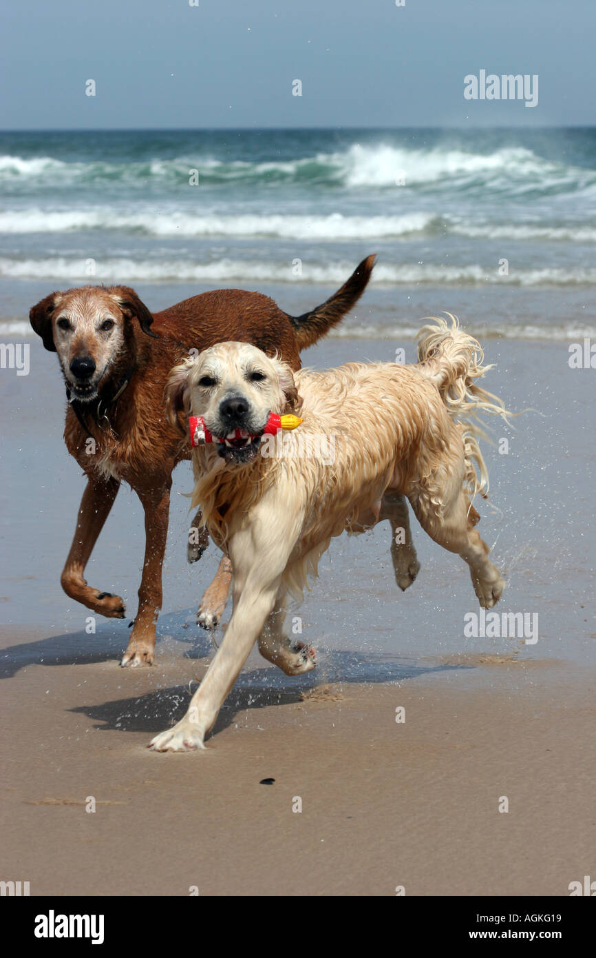 two dogs playing at the beach Stock Photo