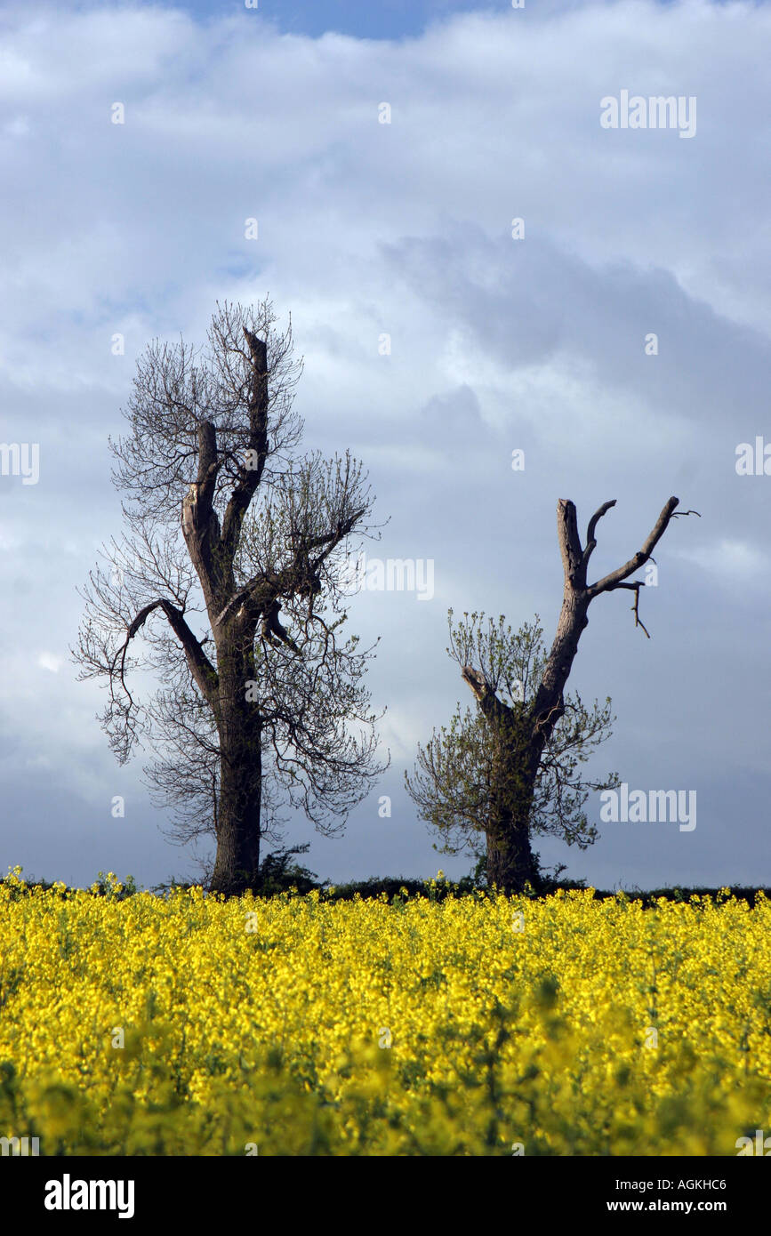 Yellow rapeseed in Leicestershire Stock Photo