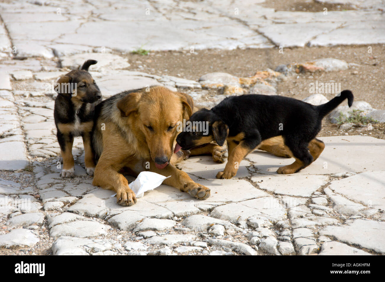 Female dog and her young puppies enjoy the ruins in the ancient city of Corinth Greece Stock Photo