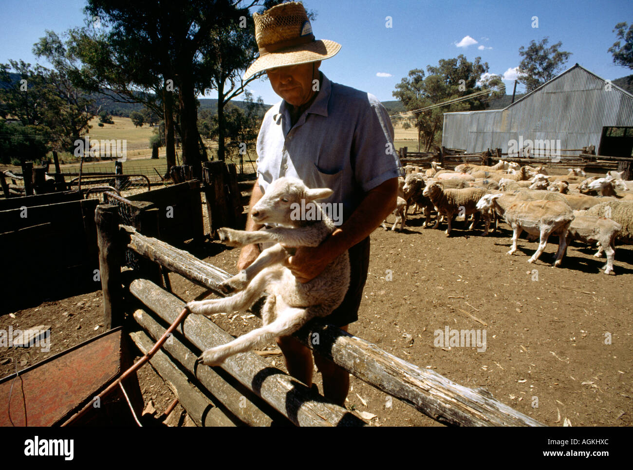 New South Wales Australia Farmer With Shorn Sheep Stock Photo Alamy