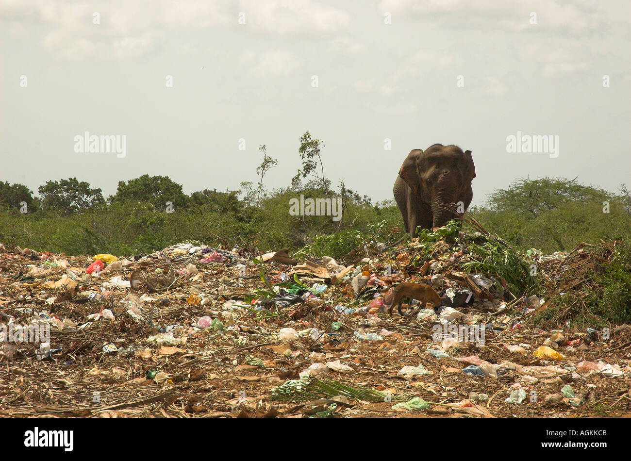 Sri Lankan elephant on rubbish tip Stock Photo