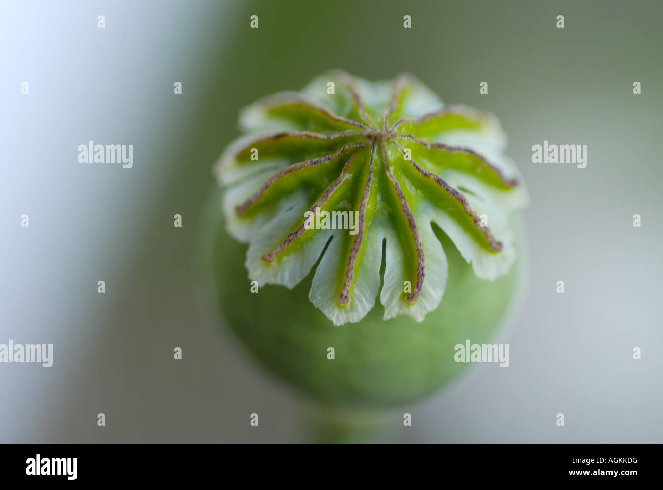 poppy seed head Stock Photo Alamy