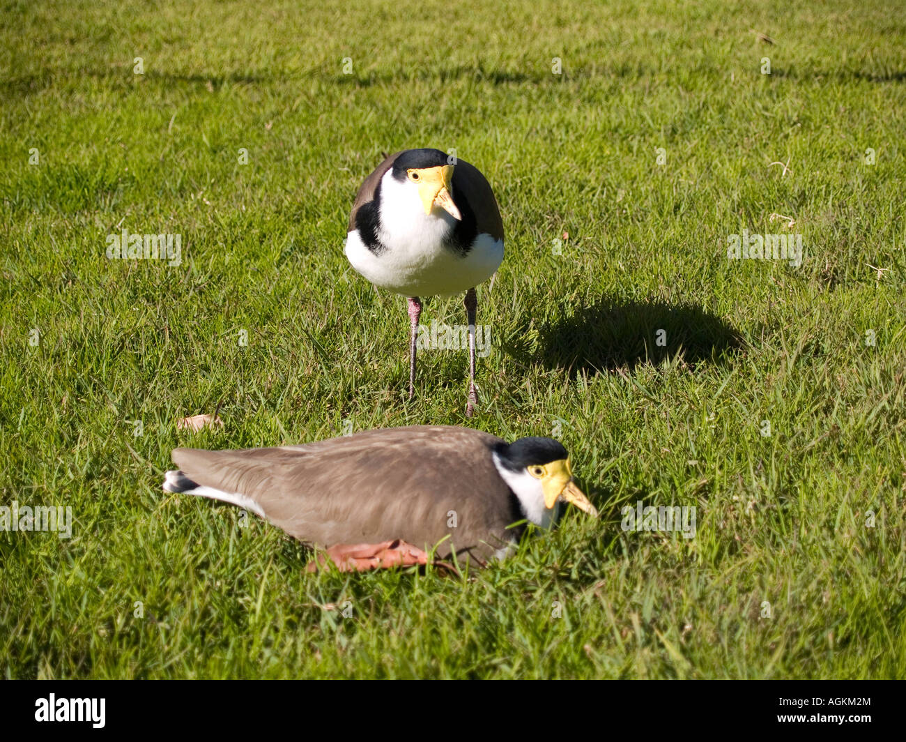 Pair of masked lapwing or spur winged Plover birds with male standing