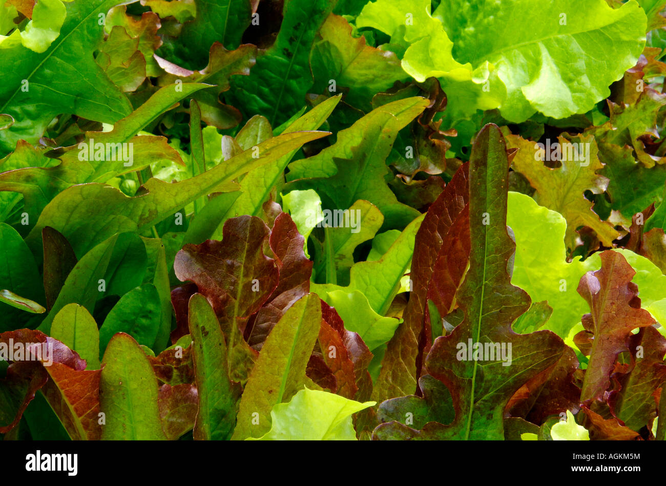 Salad rocket leaves growing hires stock photography and images Alamy