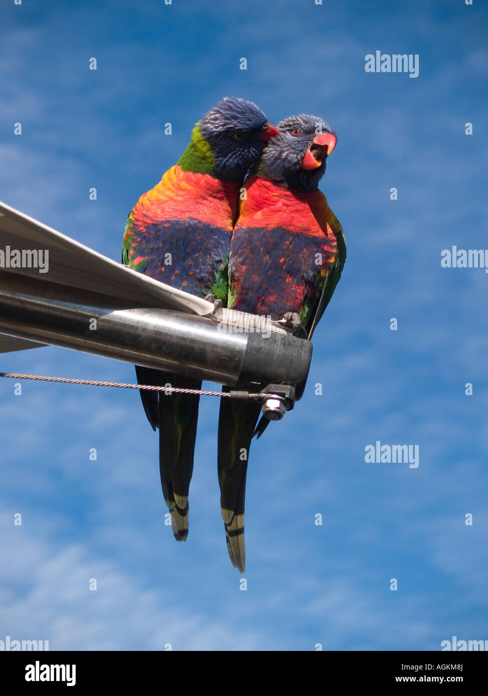2 Rainbow Lorikeet parrots grooming each other while one squawks Trichoglossus haematodus Stock Photo