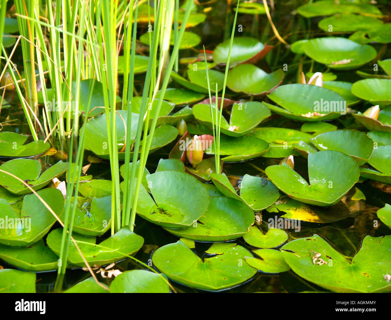 Lush green lily pads and grasses floating on top of a small pool in a village bar outside of Krakow, Poland. Stock Photo