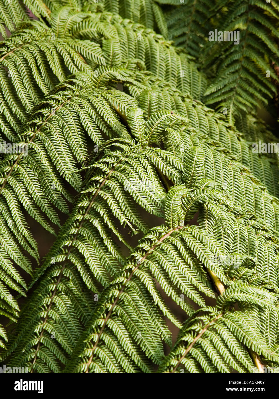 Pattern of NZ silver tree fern fronds Cyathea dealbata Stock Photo