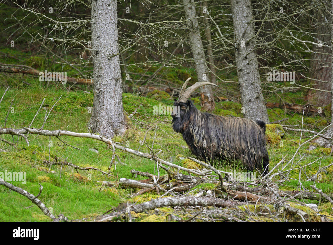 Feral Goat Capra hircus standing amongst fallen pine trees on a hillside with eye contact Stock