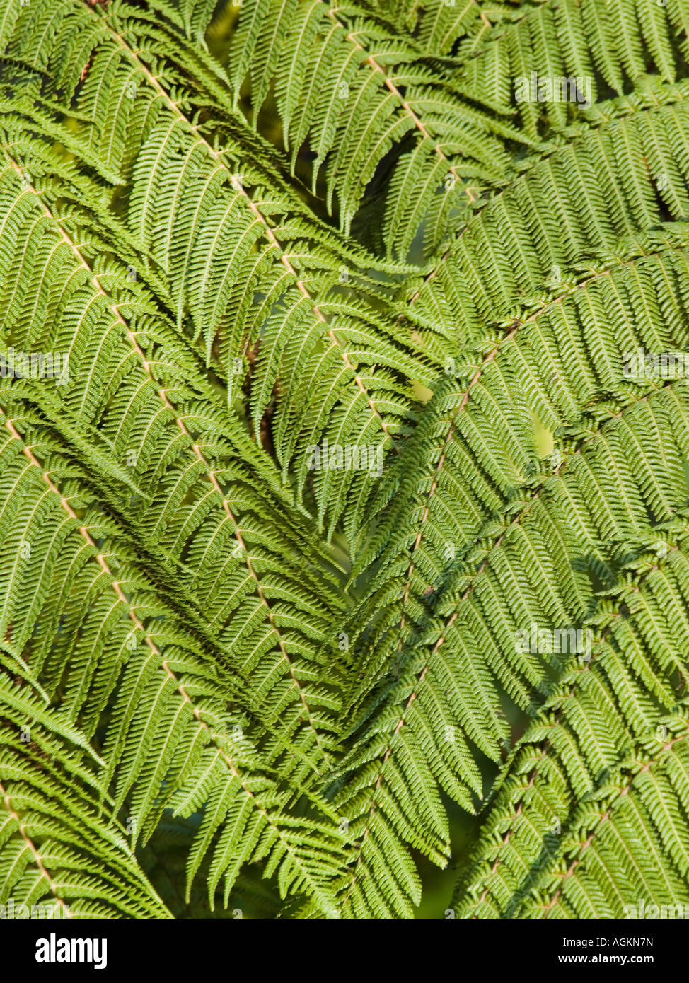 Pattern of NZ silver tree fern fronds Cyathea dealbata Stock Photo