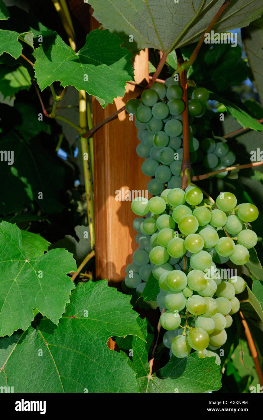 Clusters of green unripe concord white grapes with leaves on the vine Ontario Canada Stock Photo