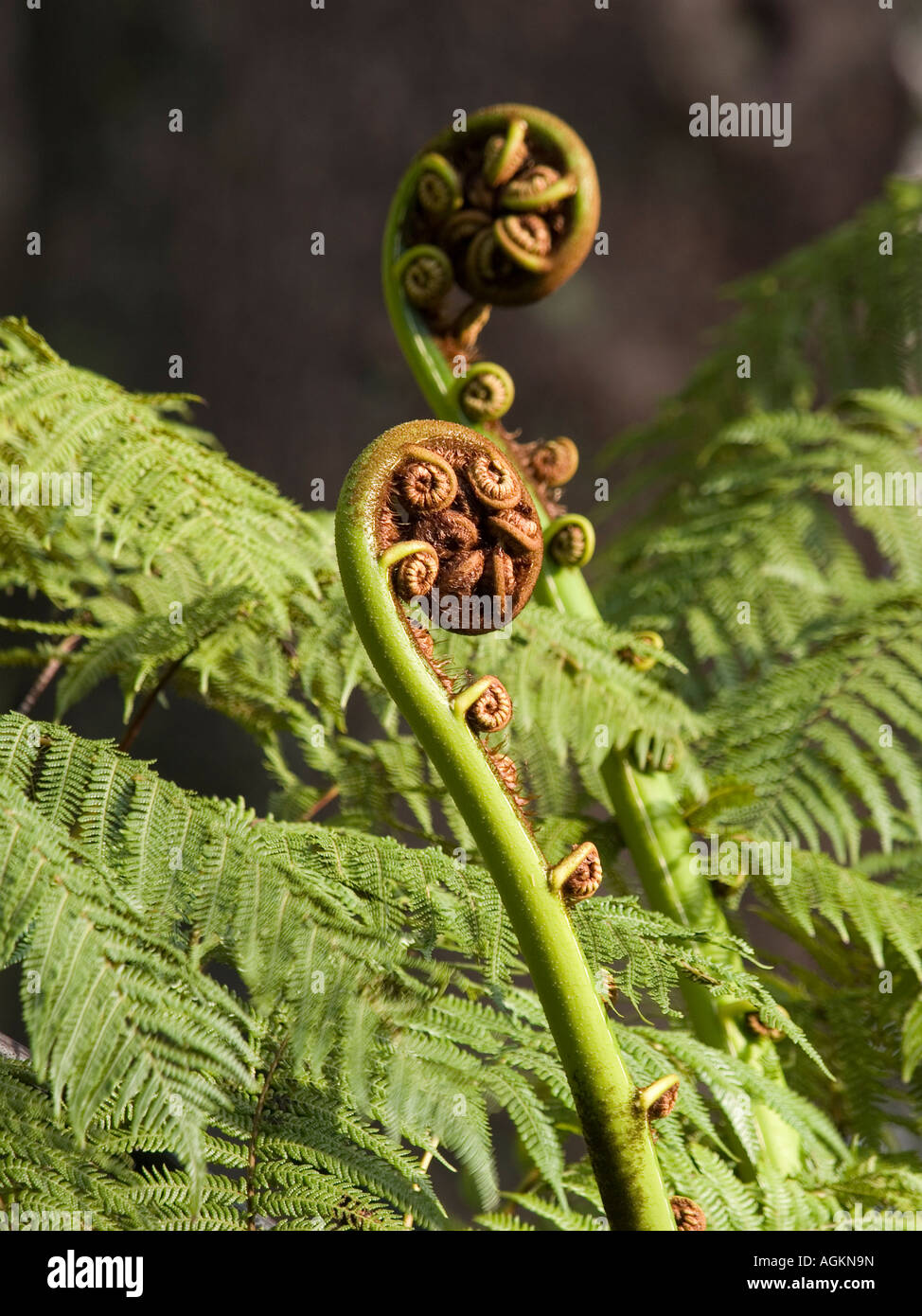 2 uncurling ponga koru or silver fern tree frond buds Cyathea dealbata Stock Photo