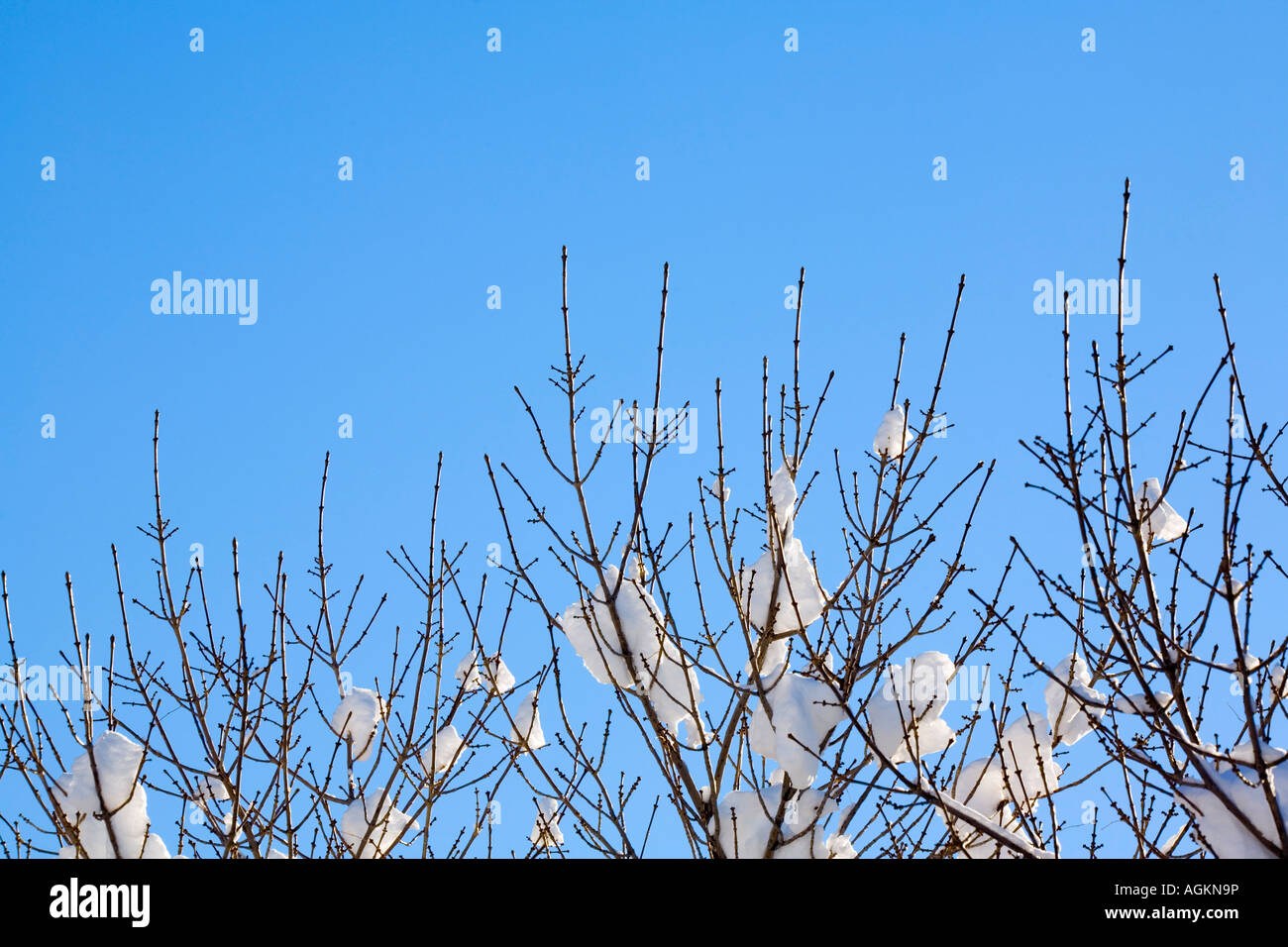 Treetop branches covered in hi-res stock photography and images - Alamy