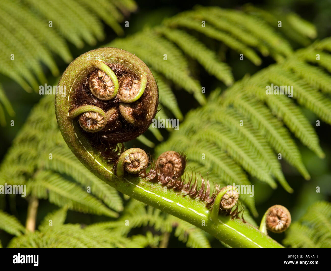Landscape view of uncurling ponga koru or silver fern tree frond bud Cyathea dealbata Stock Photo