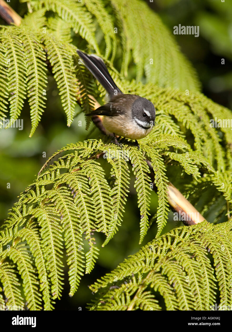 Fantail bird rhipidura fuliginosa perched on a silver fern tree frond