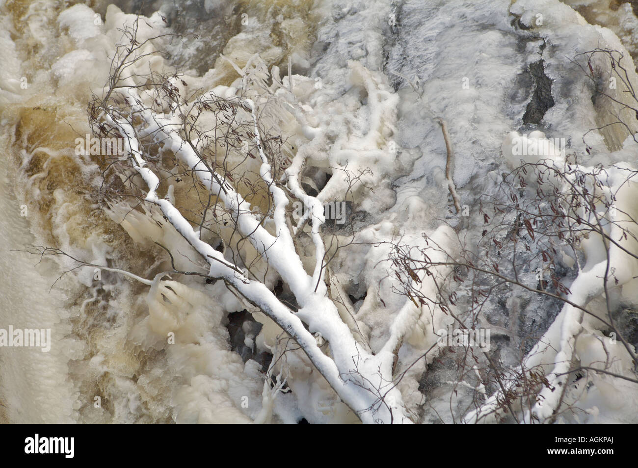 Close up of a frozen tree Vilnia River waterfalls in the winter Belmontas Park Vilius Lithuania Stock Photo