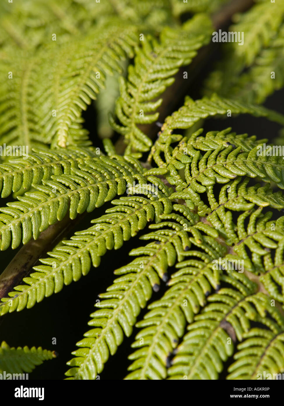 Close up of a silver tree fern frond Cyathea dealbata Stock Photo