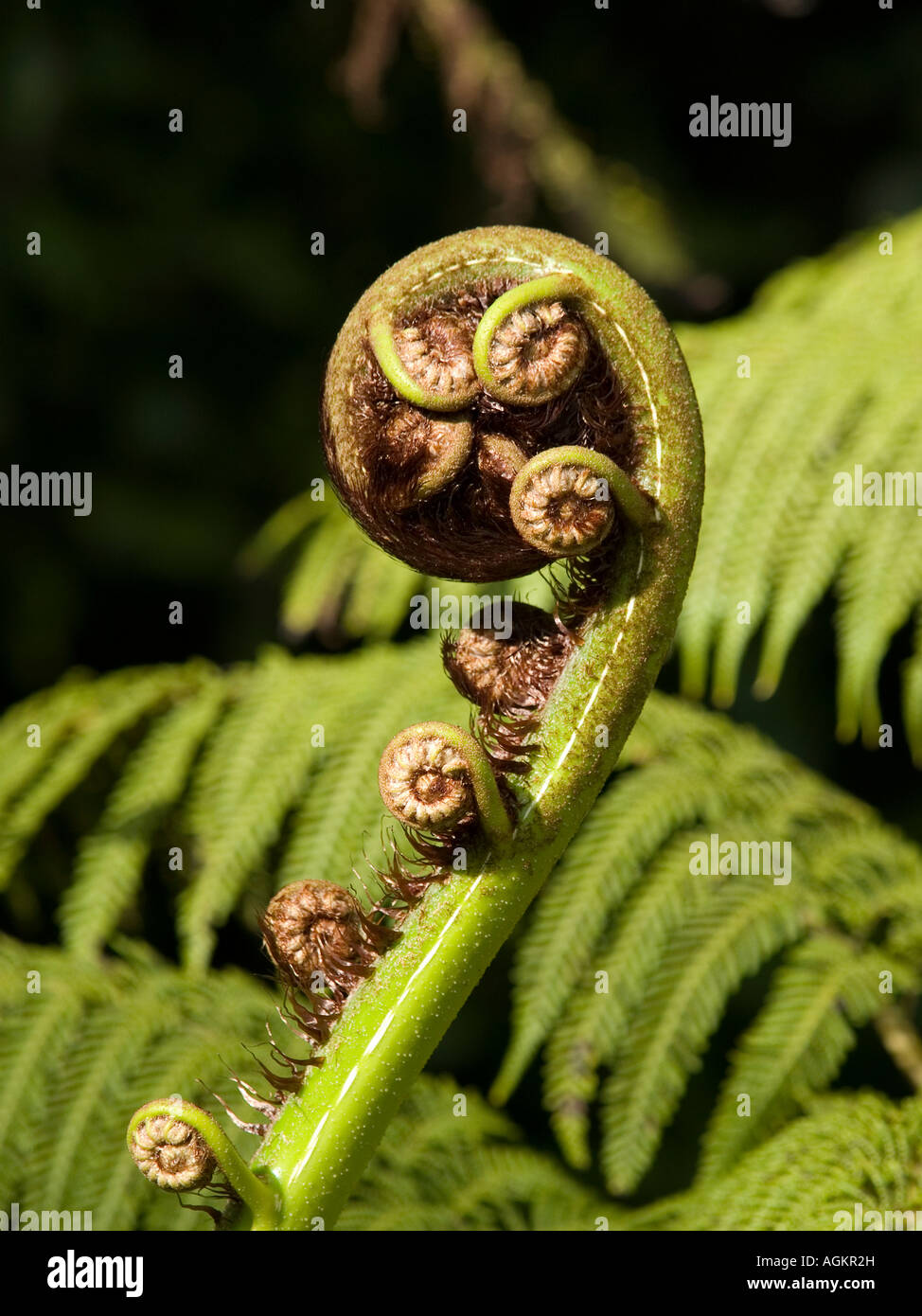 Close up of uncurling ponga koru or silver fern tree frond bud Cyathea dealbata Stock Photo