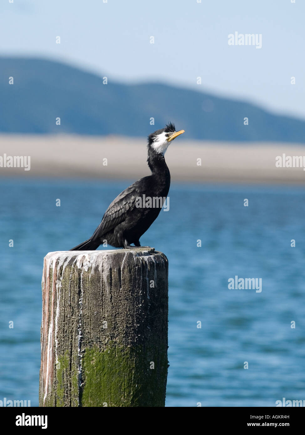 Cormorant or little shag Phalacrocorax melanoleucos sitting on a post by the sea, Kapiti coast, New Zealand Stock Photo