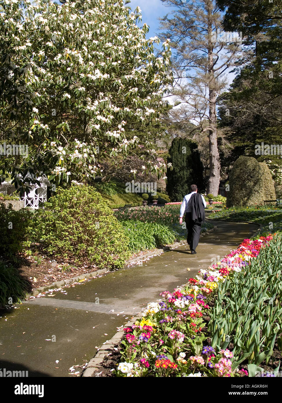 Man in business suit strolls down a garden path with flowering rhododendron primula beds and topiary Wellington NZ Stock Photo