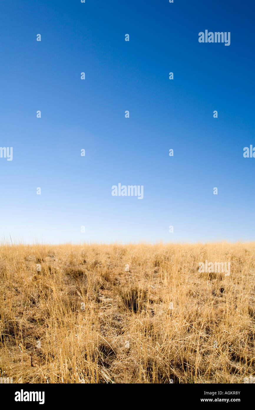Desert grass Stock Photo