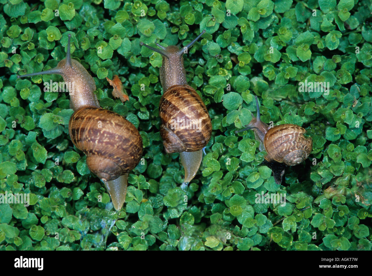Three snails crawling through duckweed. Stock Photo