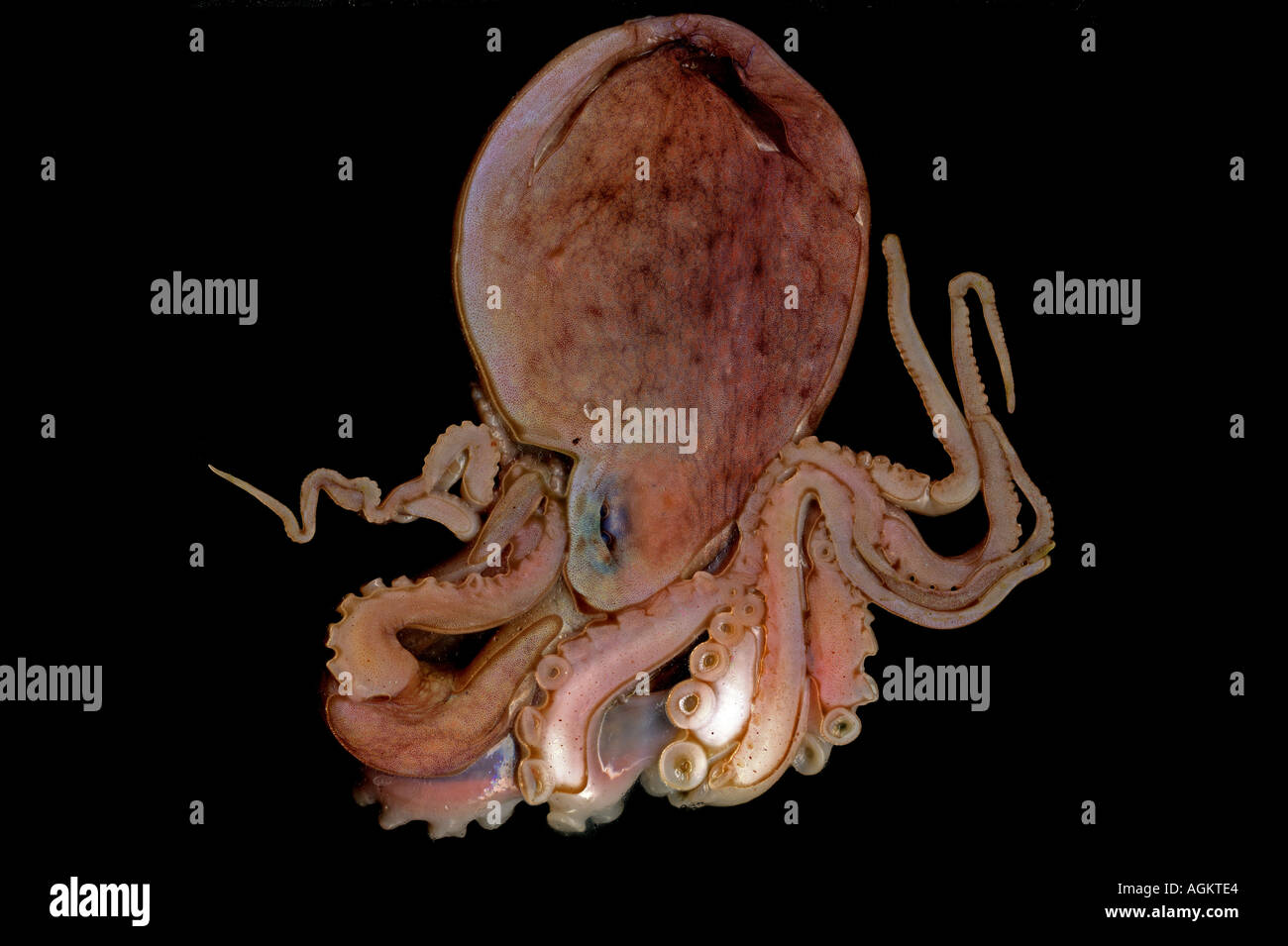 spectacular image of a octopus underwater with a black background Stock ...