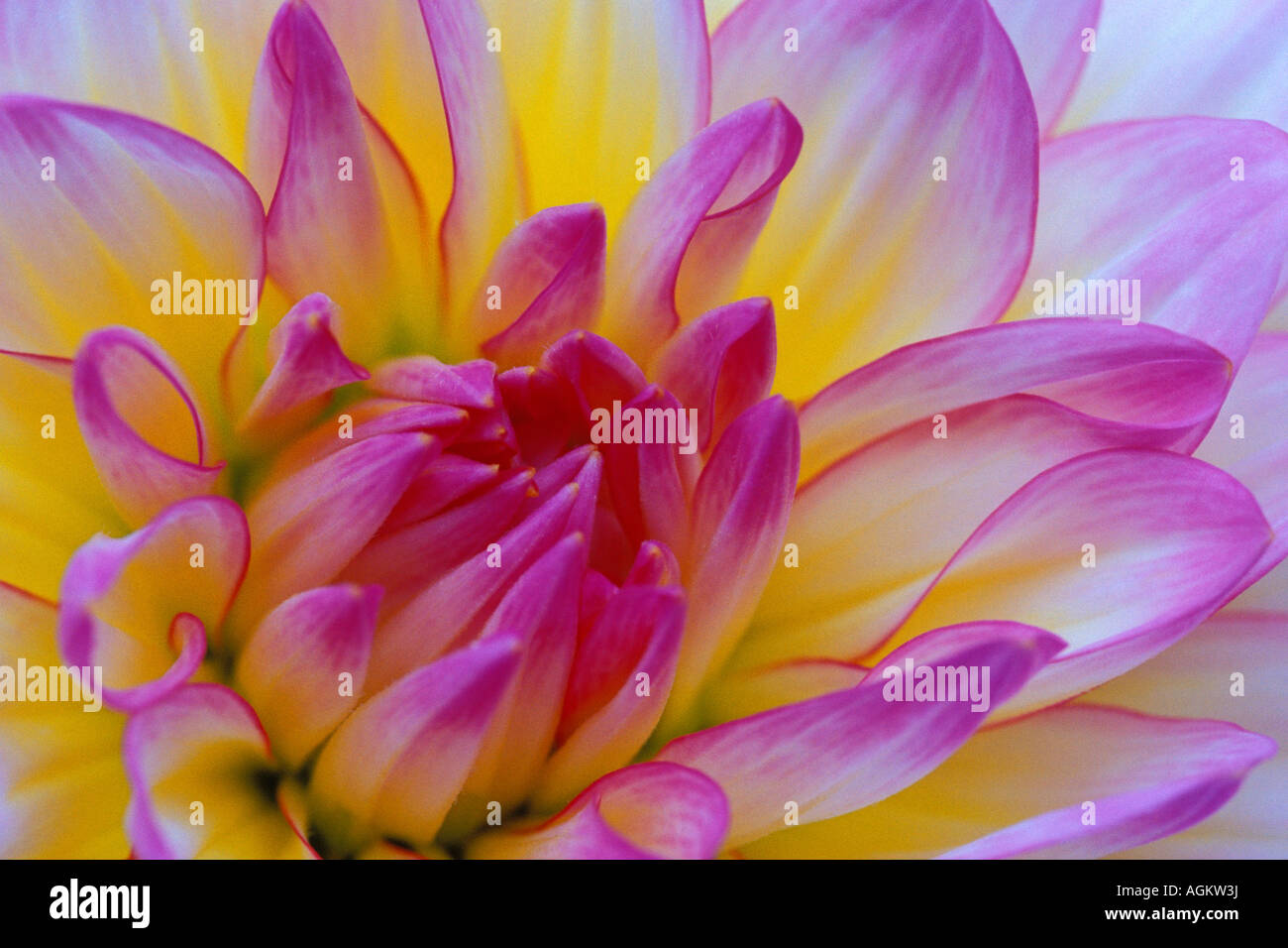 Opening dahlia hi-res stock photography and images - Alamy