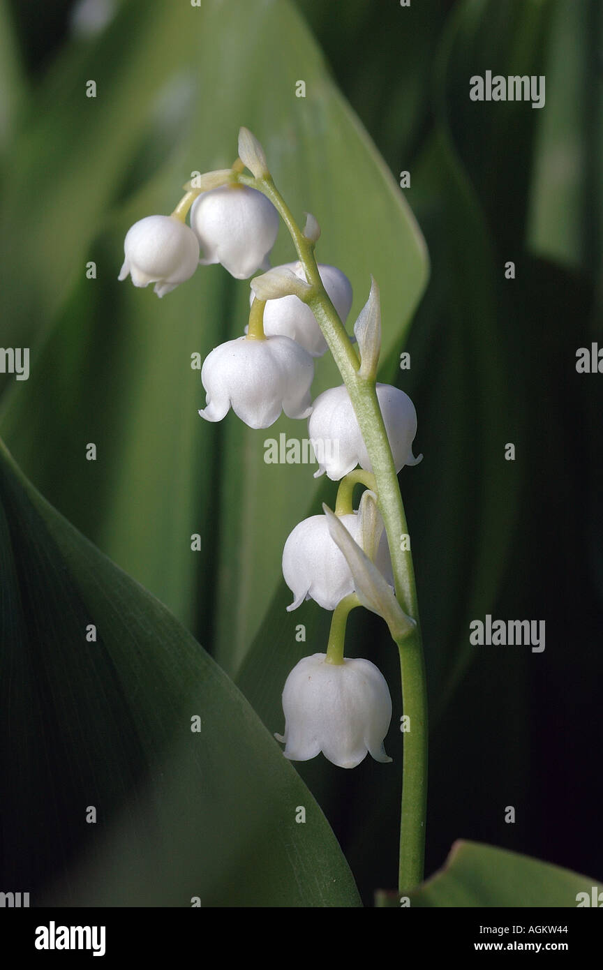 Lilly valley flowers leaves hi-res stock photography and images - Alamy