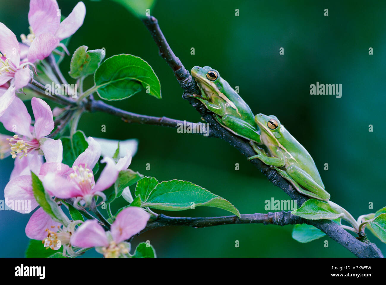 Tree frogs mating hires stock photography and images Alamy