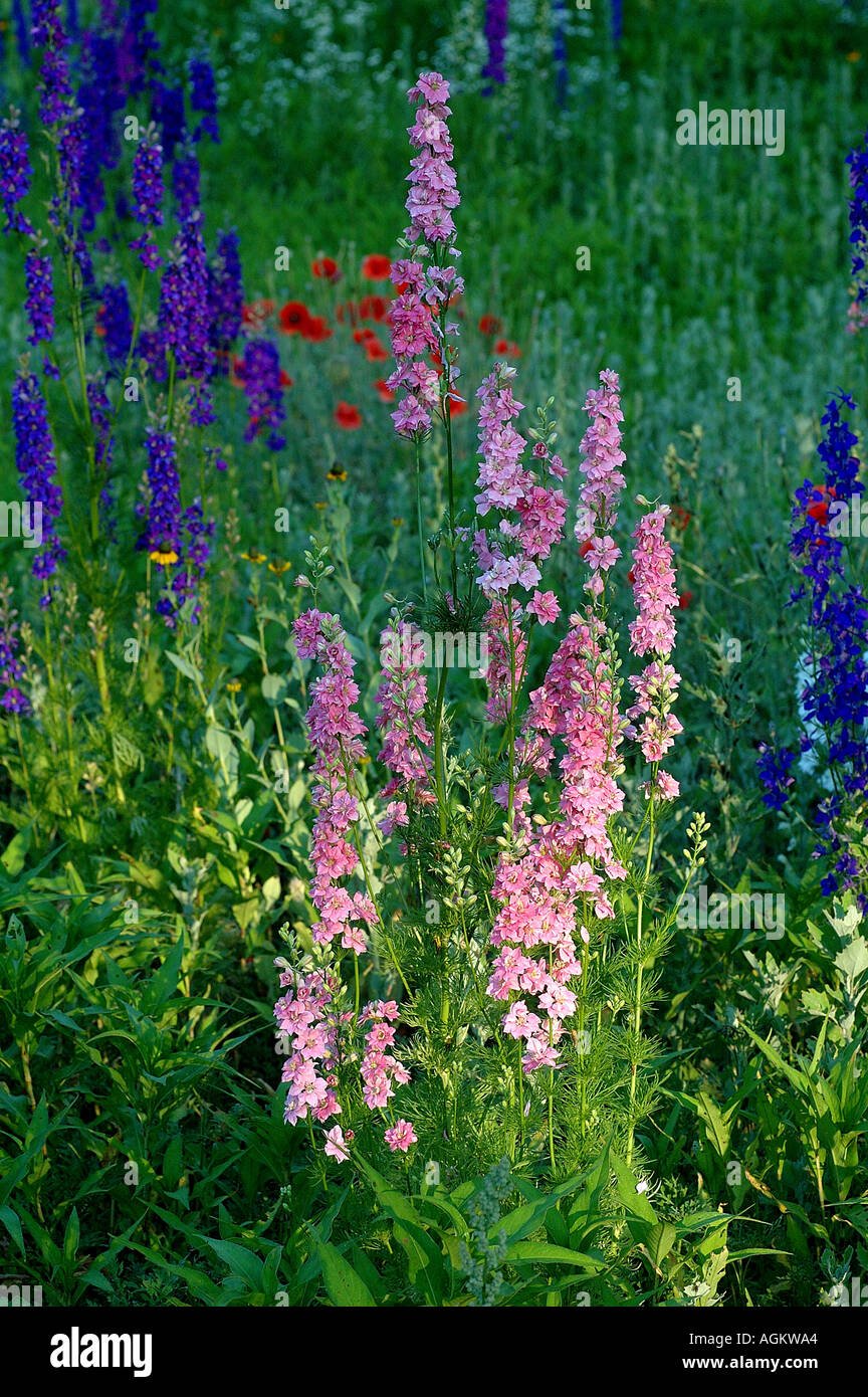 Beautiful larkspur hires stock photography and images Alamy