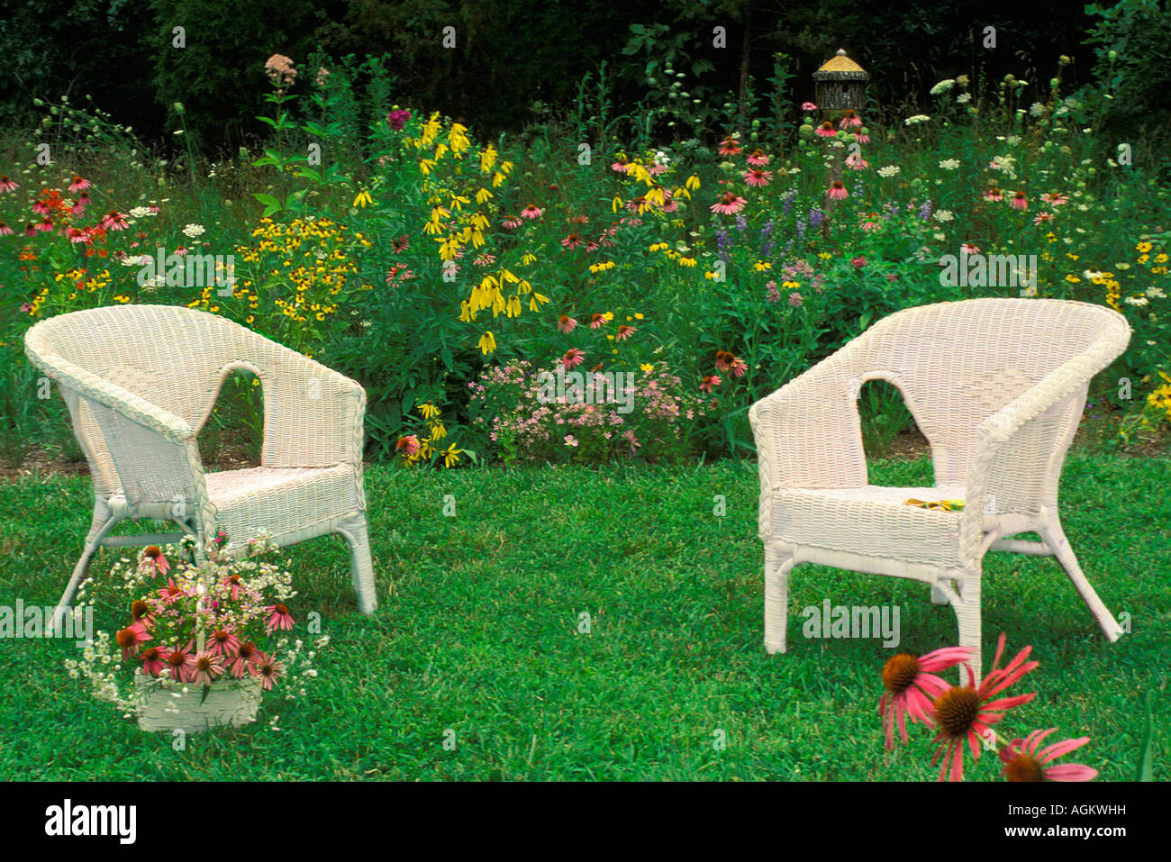 Two white wicker chairs in front of Native wildflower garden with colorful variety Stock Photo