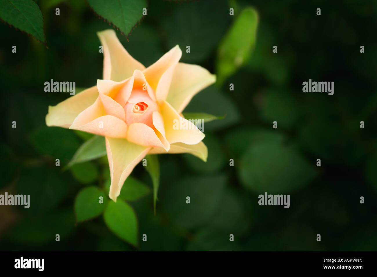 Peach colored rose Stock Photo - Alamy