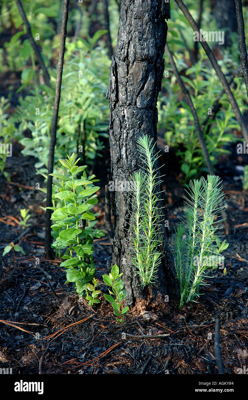 New growth emerges from forest fire ruins Stock Photo